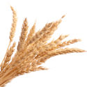 wheat-intolerance