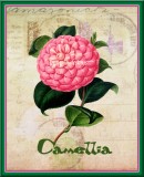 Camellia Vintage Print, 8" x 10" Glossy Print