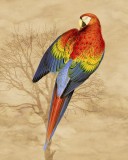 Red & Yellow Macaw Vintage Print