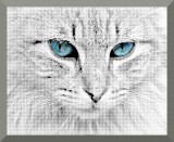 Wildly Unusual Black and White Cat Print With Blue Eyes, 8" x 10", Glossy Artwork, Archival Ink