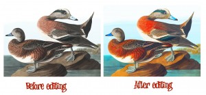141 Audubon Cross Stitch Patterns: Instant Download