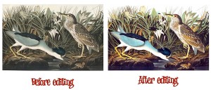 141 Audubon Paintings PROFESSIONALLY EDITED On A DVD