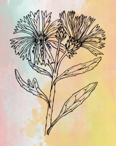 9 Printable Watercolor Wildflower Art Prints With A BONUS 10th Print: 8" x 10" Glossy Prints
