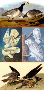 141 Audubon Cross Stitch Patterns: Instant Download